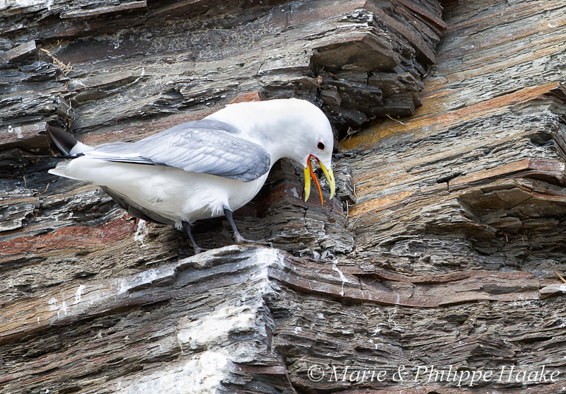 Mouette tridactyle 6692.jpg - Mouette tridactyle, Rissa tridactyla, Black-legged Kittiwake (Ekkeroy, Norvège, juin 2012)